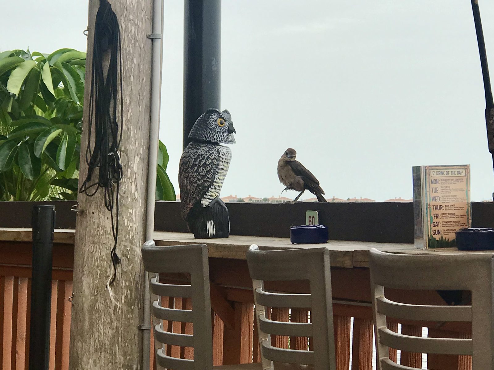 A plastic decoy owl bolted to the rail of an open-air tiki bar, with a real grackle standing right beside it, entirely unbothered.
